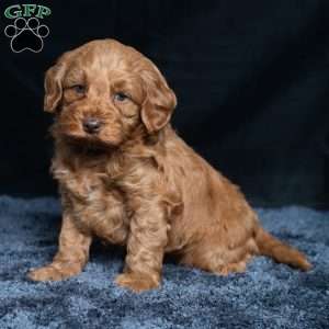 Kennedy, Cavapoo Puppy